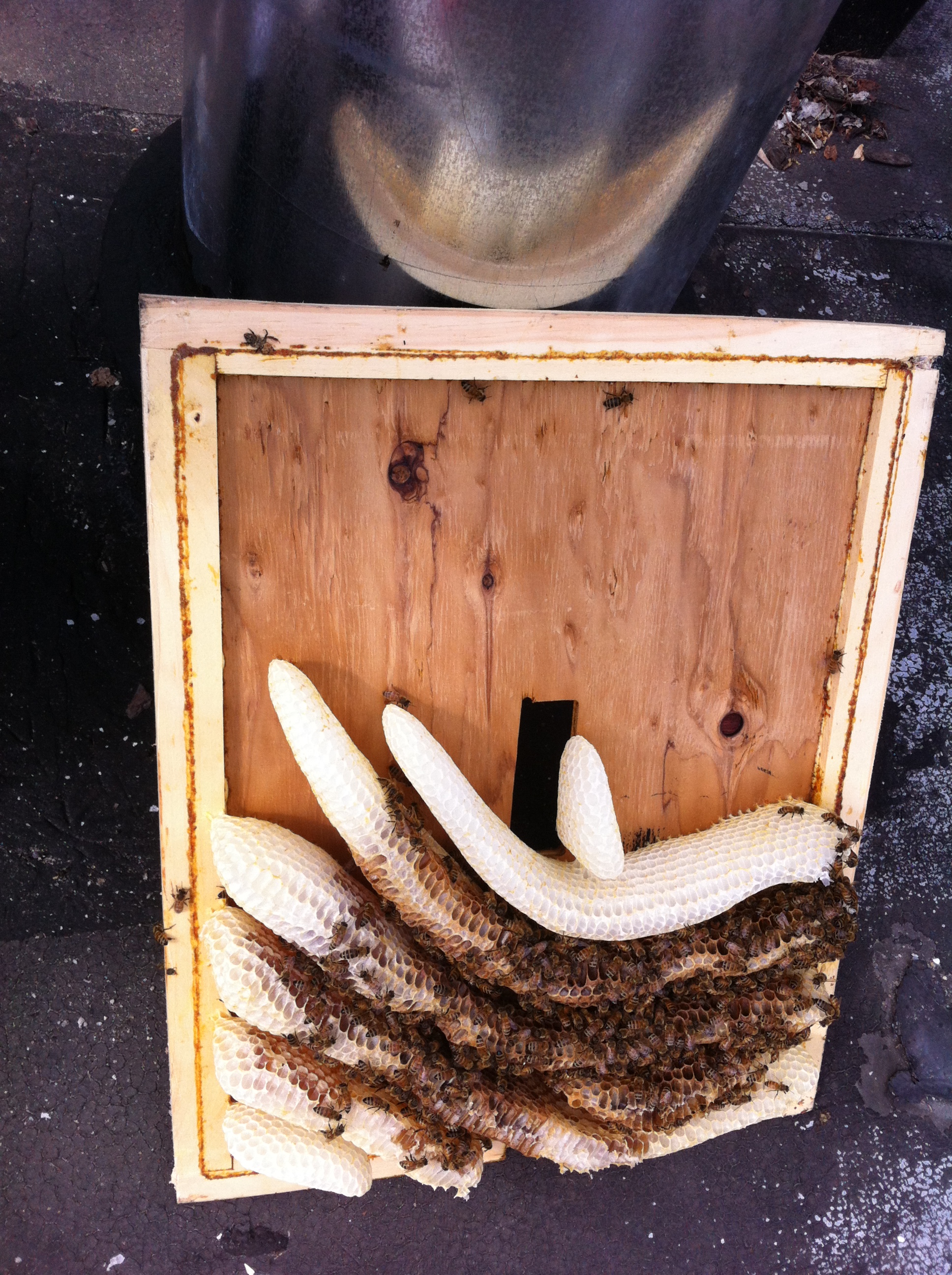 beekeeping Queens Apiary